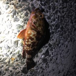 この冬初のメバル