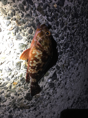 この冬初のメバル