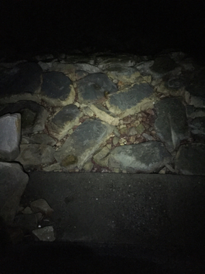 今シーズンのメバル狙い