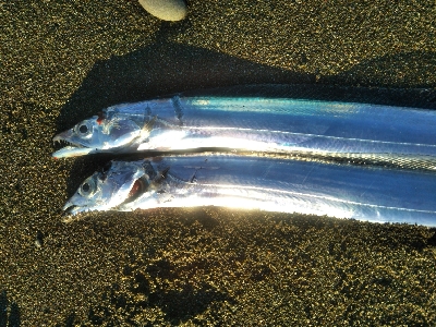 阿南市の那賀川河口でタチウオ