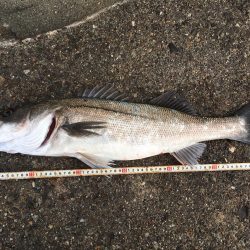 爆風デイシーバス