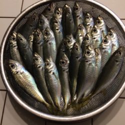 サビキ釣り