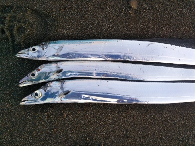 阿南市の那賀川河口でタチウオ