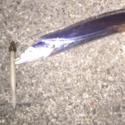 坊主のがれの1匹！