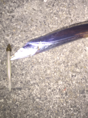 坊主のがれの1匹！