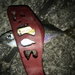 またまたアジング