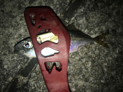 またまたアジング