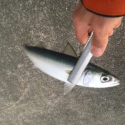 大阪奥湾サビキ 鶴浜緑地で中サバ