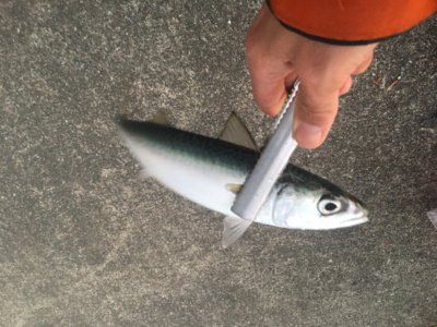 大阪奥湾サビキ 鶴浜緑地で中サバ
