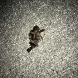 ママさんガシラ