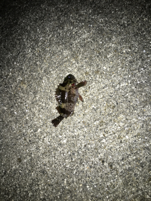 ママさんガシラ