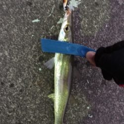 初カマスのナイトゲーム