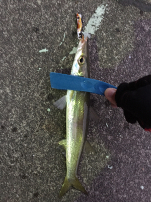 初カマスのナイトゲーム