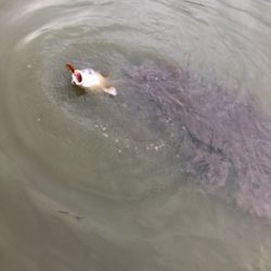 コイのルアー釣り