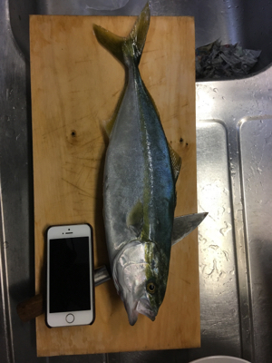 イナダナブラ！