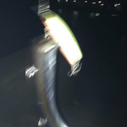 シーバス狙いのタチウオ