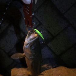 サイズが出ない