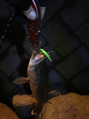 サイズが出ない