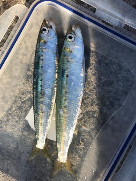 メバル狙いの予定で