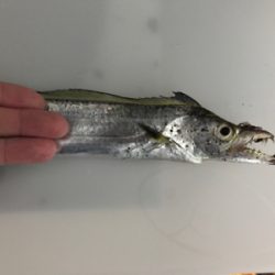 太刀魚ウキ釣り