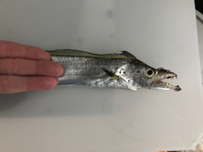 太刀魚ウキ釣り