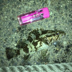 ガシラオンシーズン