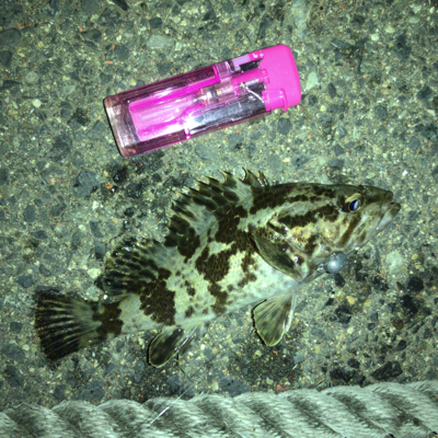 ガシラオンシーズン