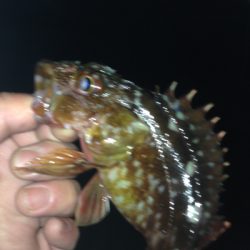 大蔵海岸でガシリング！！