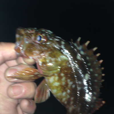 大蔵海岸でガシリング！！