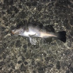 浮き釣りでメバル