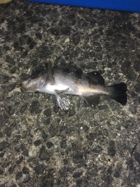 浮き釣りでメバル