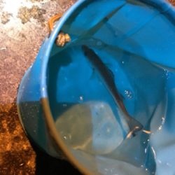 子供とメバリング