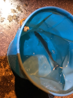 子供とメバリング