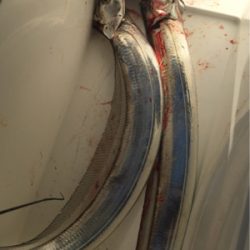 今年の釣り納め。