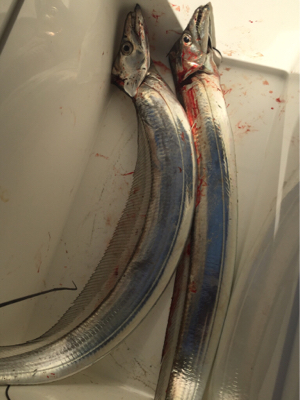 今年の釣り納め。