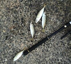 2017年12月21日釣行in野北漁港