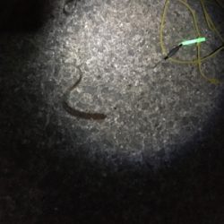 アタリはあるけど