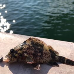 デイガシリングは