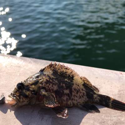 デイガシリングは