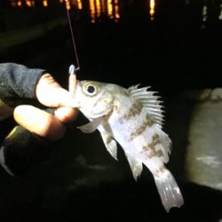 ちょっとだけよ