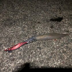 ヤリイカエギング