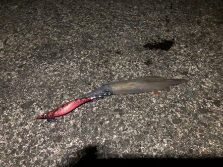 ヤリイカエギング