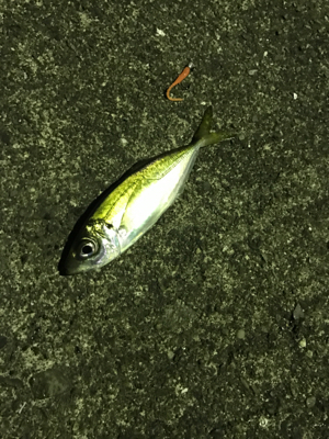 今年最後の釣行