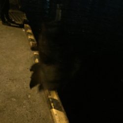 メバリングへシフト