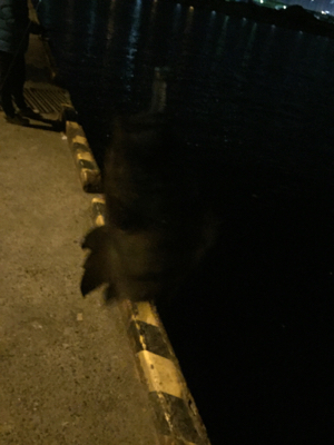 メバリングへシフト