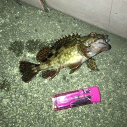 やはり生き餌か