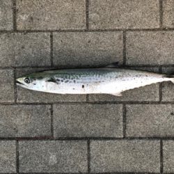 最後か？少し復調