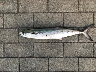 最後か？少し復調