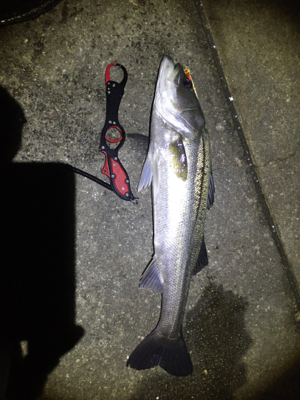 ナイトシーバス