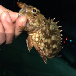 アカハタ&ガシラ♪